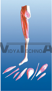 The dissection model of lower limbs muscles